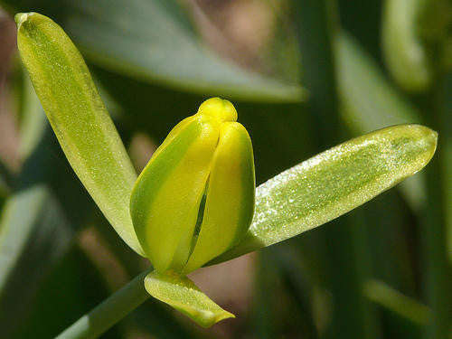 Albuca Setosa - Indigenous South African Bulb - 10 Seeds