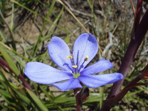 Aristea Confusa - Indigenous South African Bulb - 10 Seeds