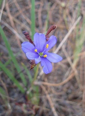 Aristea Dichotoma - Indigenous South African Bulb - 10 Seeds
