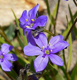 Aristea Monticola - Indigenous South African Bulb - 10 Seeds