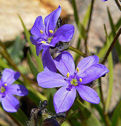 Aristea Monticola - Indigenous South African Bulb - 10 Seeds