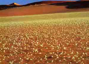 Cyanella Amboensis - Indigenous South African Bulb - 10 Seeds