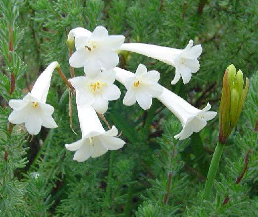 Cyrtanthus Mackenii - Indigenous South African Bulb - 5 Seeds
