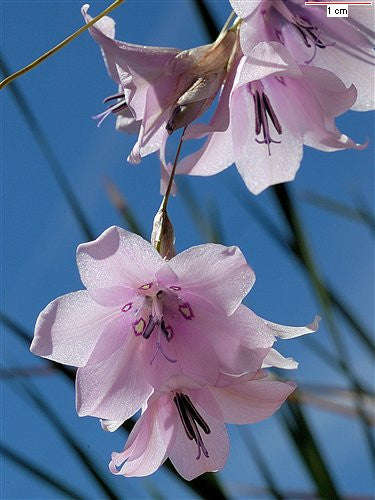 Dierama Latifolium - Indigenous South African Bulb - 5 Seeds