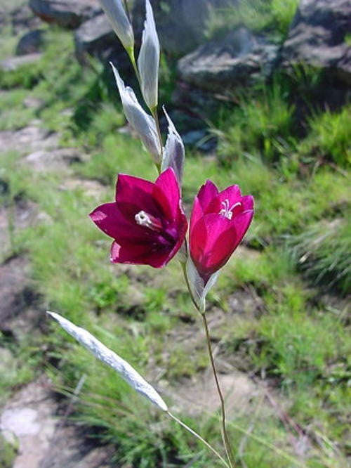 Dierama Reynoldsii - Indigenous South African Bulb - 5 Seeds
