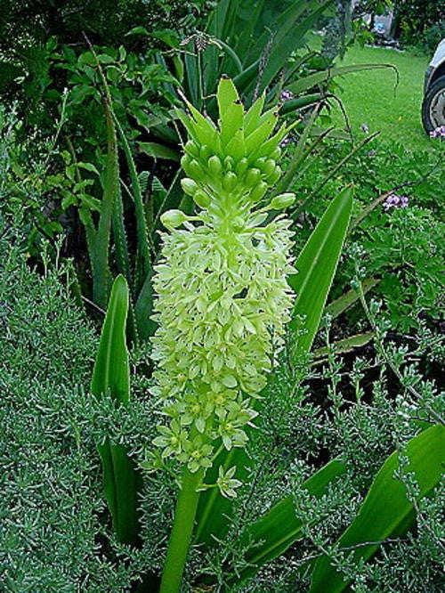 Eucomis Pole-Evansii - Indigenous South African Bulb - 5 Seeds