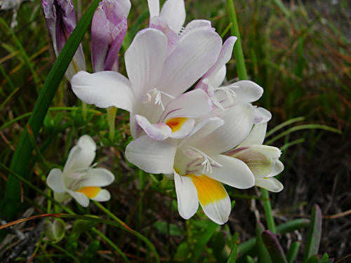 Freesia Alba - Indigenous South African Bulb - 5 Seeds