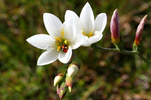 Hesperantha Falcata - Indigenous South African Bulb - 5 Seeds