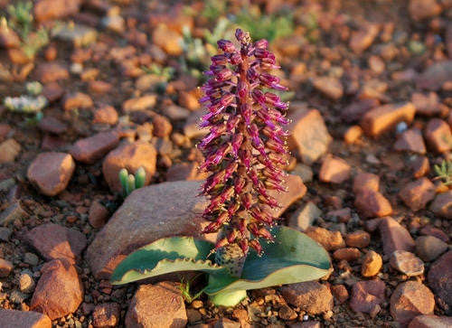 Lachenalia Violacea - Indigenous South African Bulb - 10 Seeds