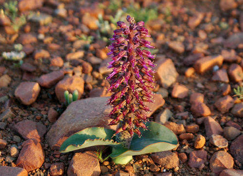 Lachenalia Violacea - Indigenous South African Bulb - 10 Seeds