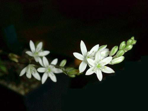Ornithogalum Hispidum - Indigenous South African Bulb - 10 Seeds