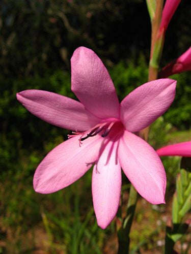Watsonia Borbonica - Indigenous South African Bulb - 5 Seeds