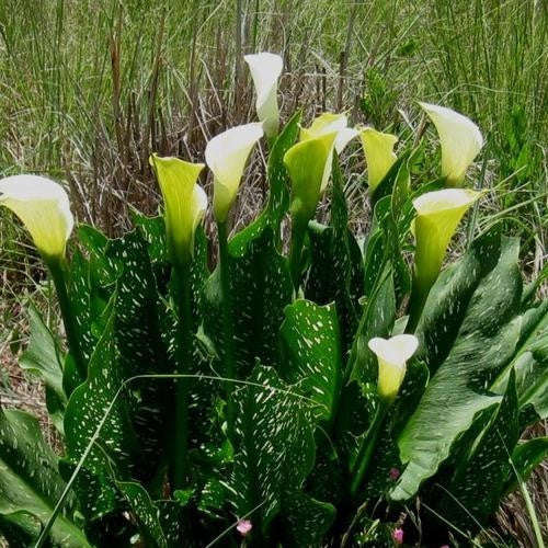Zantedeschia Albomaculata - Indigenous South African Bulb - 5 Seeds