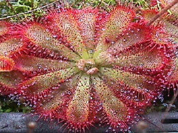Drosera Aliciae - Indigenous South African Carnivorous Plant - 10 Seeds