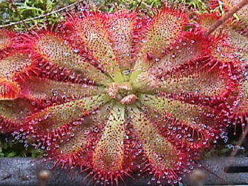 Drosera Aliciae - Indigenous South African Carnivorous Plant - 10 Seeds