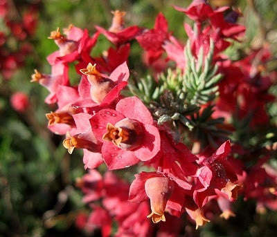 Erica Glauca var Glauca - Indigenous South African Heath Shrub - 10 Seeds