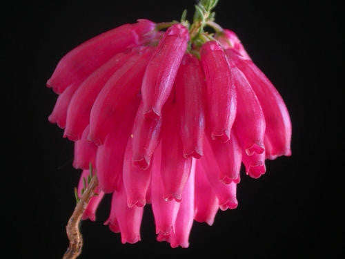 Erica Mammosa - Indigenous South African Heath Shrub - 10 Seeds
