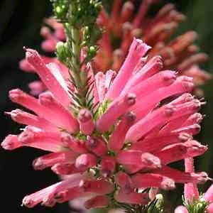 Erica Verticillata - Indigenous South African Heath Shrub - 10 Seeds