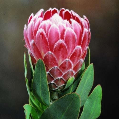 Protea Eximia - Indigenous South African Protea - 5 Seeds