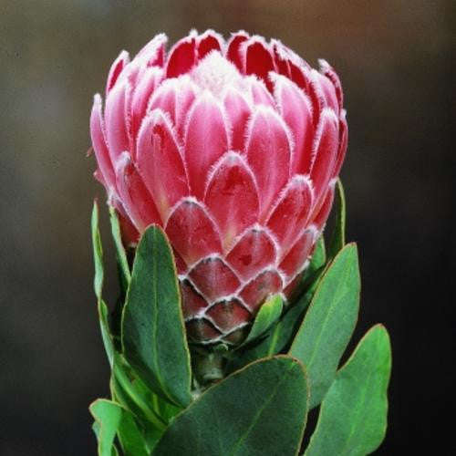 Protea Eximia - Indigenous South African Protea - 5 Seeds