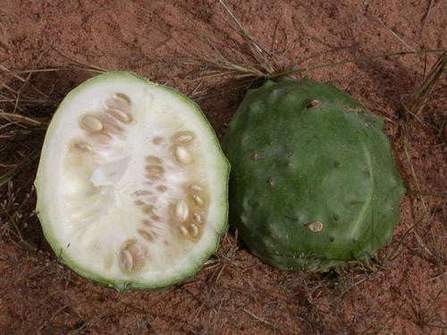 Acanthosicyos Naudinianus - Indigenous South African Creeper / Ground Cover - 5 Seeds