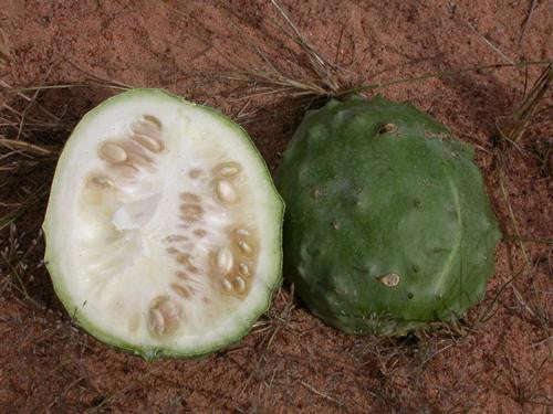 Acanthosicyos Naudinianus - Indigenous South African Creeper / Ground Cover - 5 Seeds