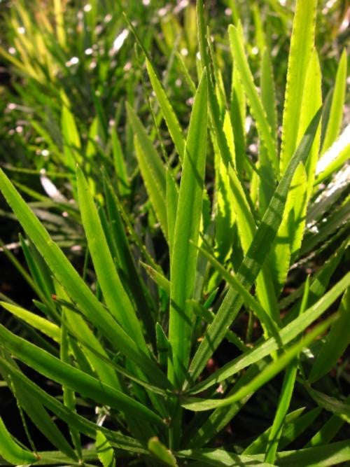 Asparagus Falcatus - Indigenous South African Creeper / Ground Cover - 5 Seeds