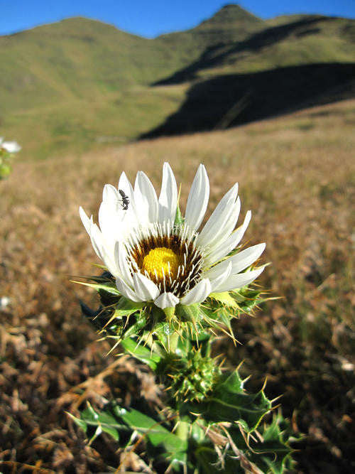 Berkheya Cirsiifolia - Indigenous South African Perrenial Shrub - 10 Seeds