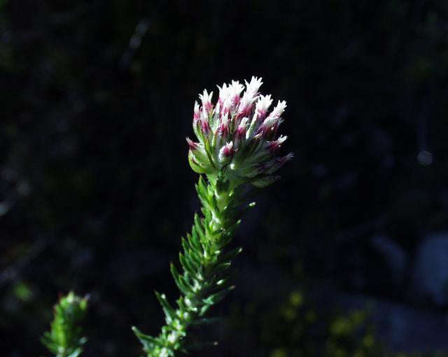 Disparago Tortilis - Indigenous South African Perrenial Shrub - 5 Seeds