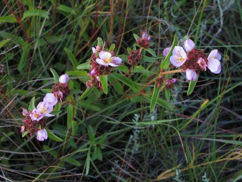 Dissotis Debilis - Indigenous South African Perrenial Shrub - 10 Seeds