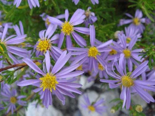 Felicia Filifolia - Indigenous South African Perrenial Shrub - 10 Seeds