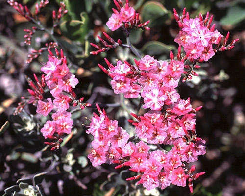 Limonium Perigrinum - Indigenous South African Perrenial Shrub - 5 Seeds
