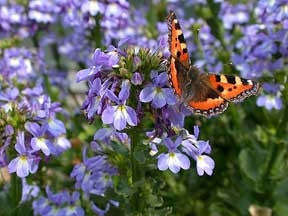 Lobelia Valida - Indigenous South African Perrenial Shrub - 10 Seeds