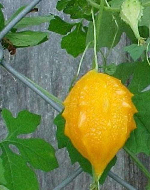 Momordica Balsamina - Indigenous South African Perrenial Shrub - 5 Seeds