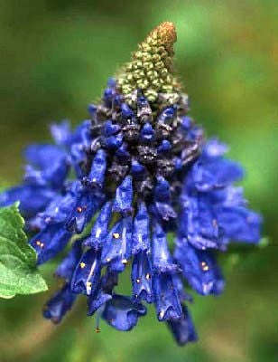 Pycnostachys Urticifolia - Indigenous South African Perrenial Shrub - 5 Seeds