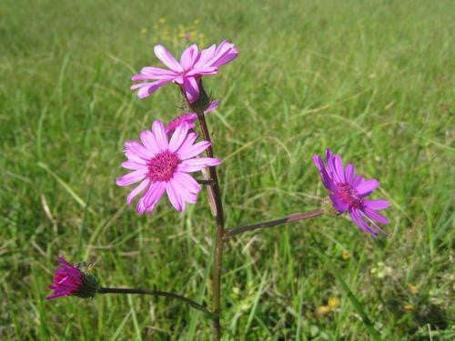 Senecio Macrocephalus - Indigenous South African Perrenial Shrub - 5 Seeds