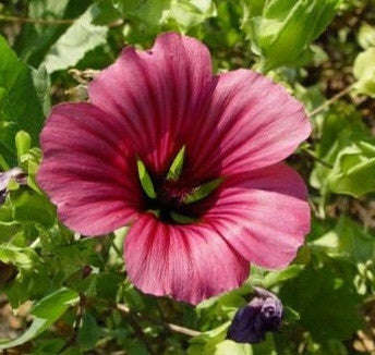 Ursinia Trifida - Indigenous South African Perrenial Shrub - 10 Seeds