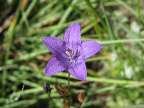 Wahlenbergia Krebsii - Indigenous South African Perrenial Shrub - 10 Seeds
