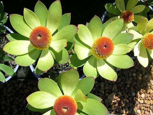 Leucadendron Laureolum - Indigenous South African Protea - 5 Seeds