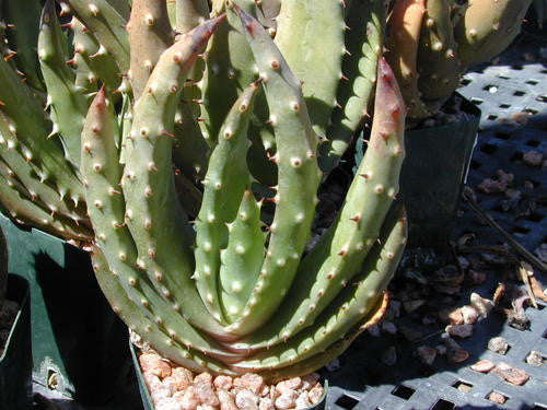 Aloe Aculeata - Indigenous South African Succulent - 10 Seeds