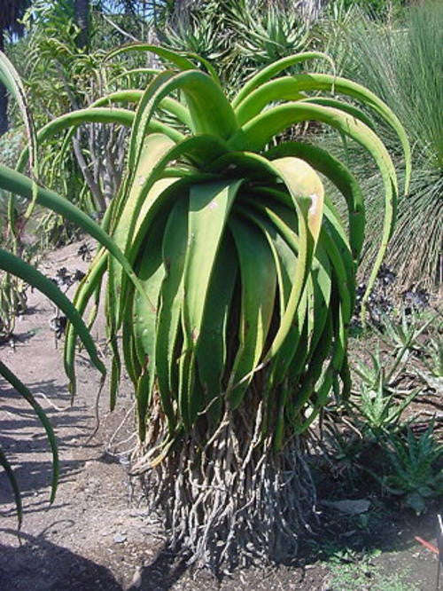 Aloe Alooides - Indigenous South African Succulent - 10 Seeds