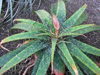 Aloe Barbertoniae - Indigenous South African Succulent - 10 Seeds