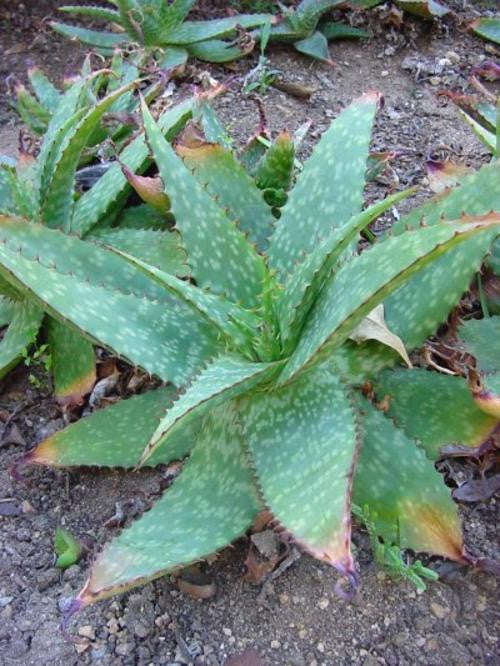 Aloe Branddraaiensis - Indigenous South African Succulent - 10 Seeds