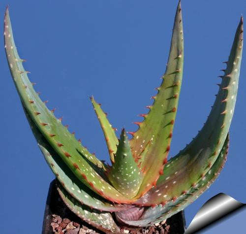 Aloe Microstigma - Indigenous South African Succulent - 10 Seeds