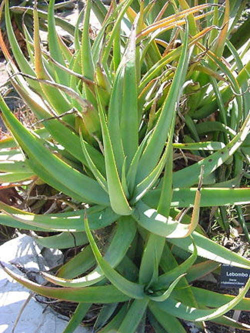Aloe Spictata - Indigenous South African Succulent - 10 Seeds