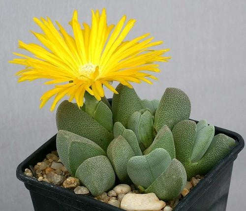 Cheiridopsis Vanzijlii - Indigenous South African Succulent - 10 Seeds