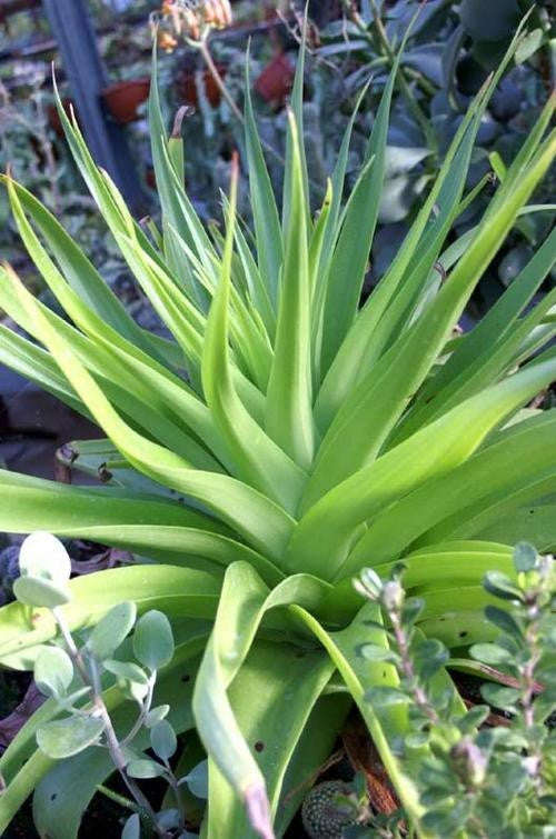 Crassula Acinaciformis - Indigenous South African Succulent - 10 Seeds