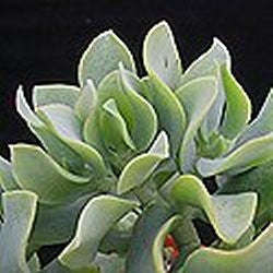 Crassula Arborescens var Arborescens - Indigenous South African Succulent - 10 Seeds