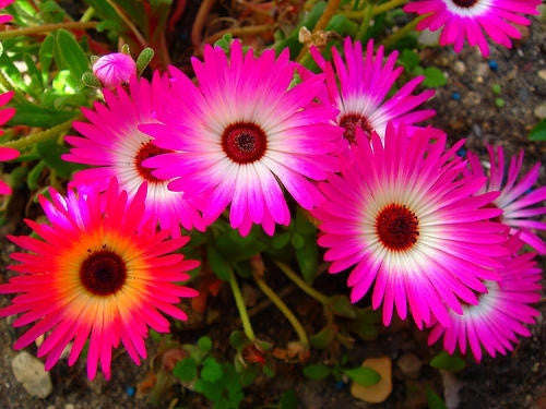 Dorotheanthus Bellidiformis - Indigenous South African Succulent - 10 Seeds