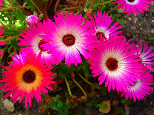 Dorotheanthus Bellidiformis - Indigenous South African Succulent - 10 Seeds